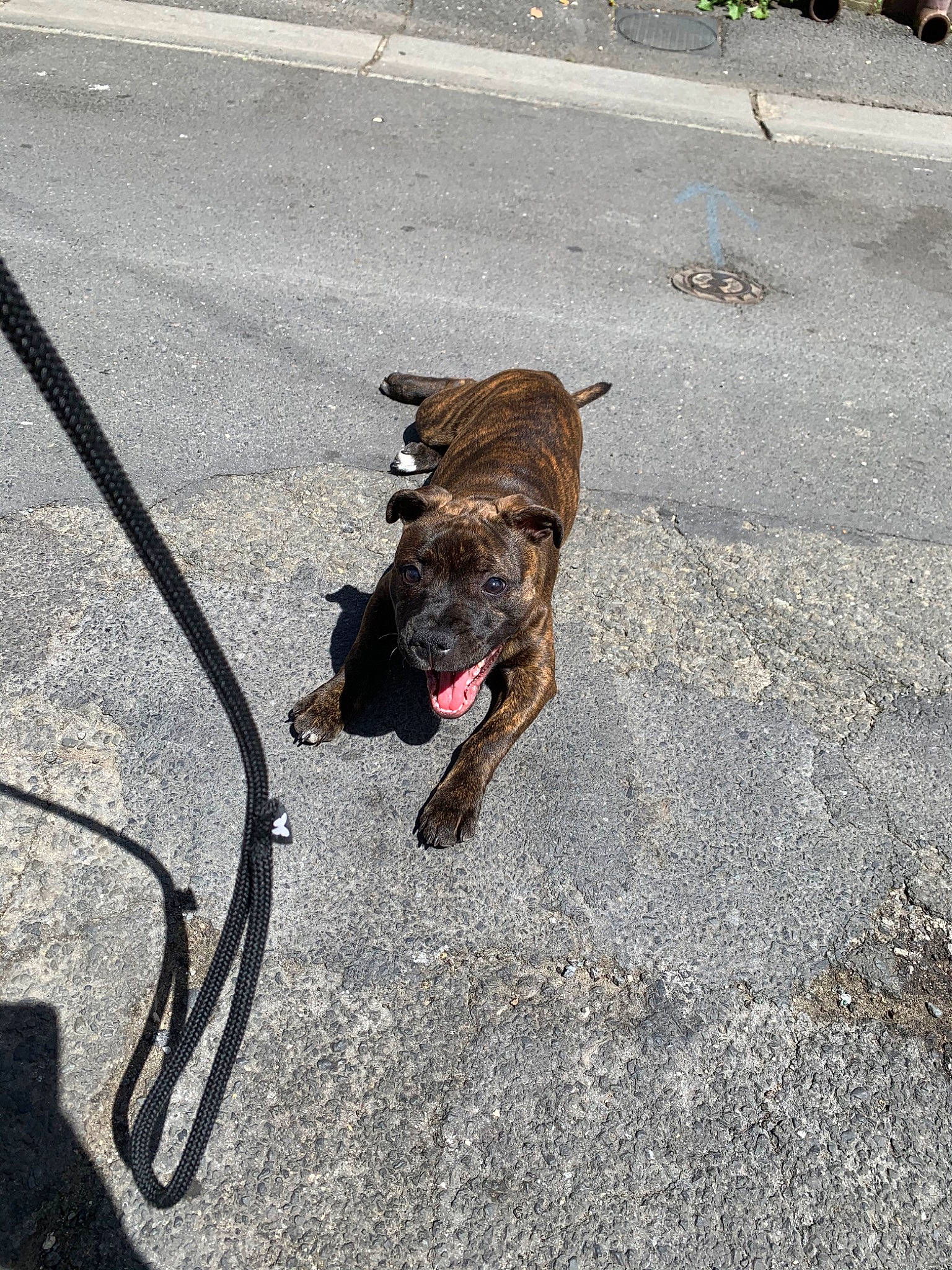 Rya a rejoint le concours — aidez-le/la à gagner de superbes lots ! canidae, carnivore, dog, dog_breed, dog_walking, fawn, leash, road_surface, snout, sporting_group