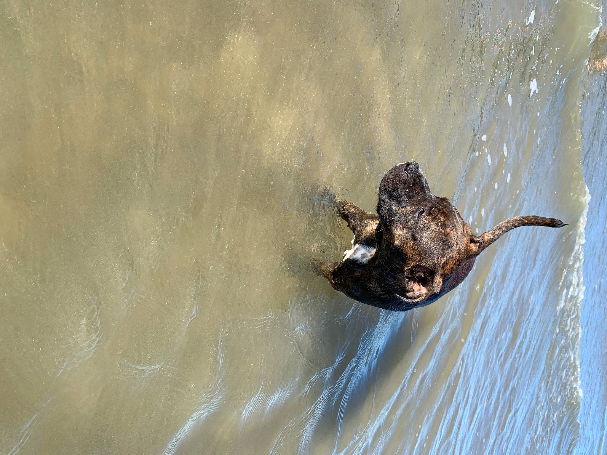 Rya participe au concours pour gagner de l'argent avec cette photo : fawn, wildlife