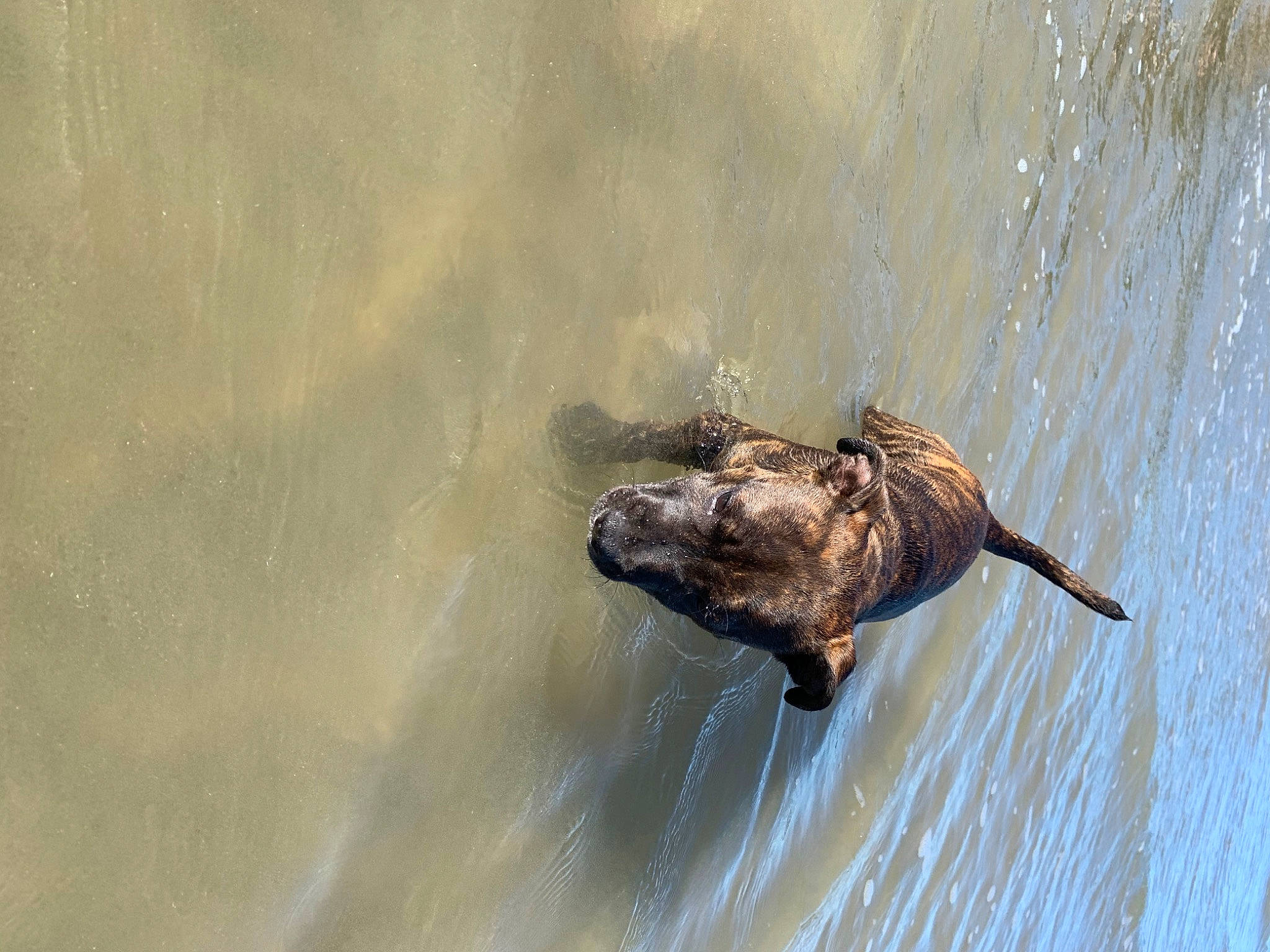 Rya participe au concours pour gagner de l'argent avec cette photo : canidae, fawn, snout, wildlife