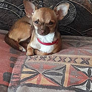 Olly a rejoint le concours — aidez-le/la à gagner de superbes lots ! carnivoran, dog, dog_breed, dog_breed_group, dog_like_mammal, snout, street_dog