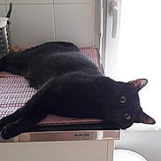 Nicky participe au concours pour gagner de l'argent avec cette photo : black, black_cat, bombay, carnivoran, cat, cat_like_mammal, domestic_short_haired_cat, fur, korat, mammal, russian_blue, small_to_medium_sized_cats, tail, whiskers, window