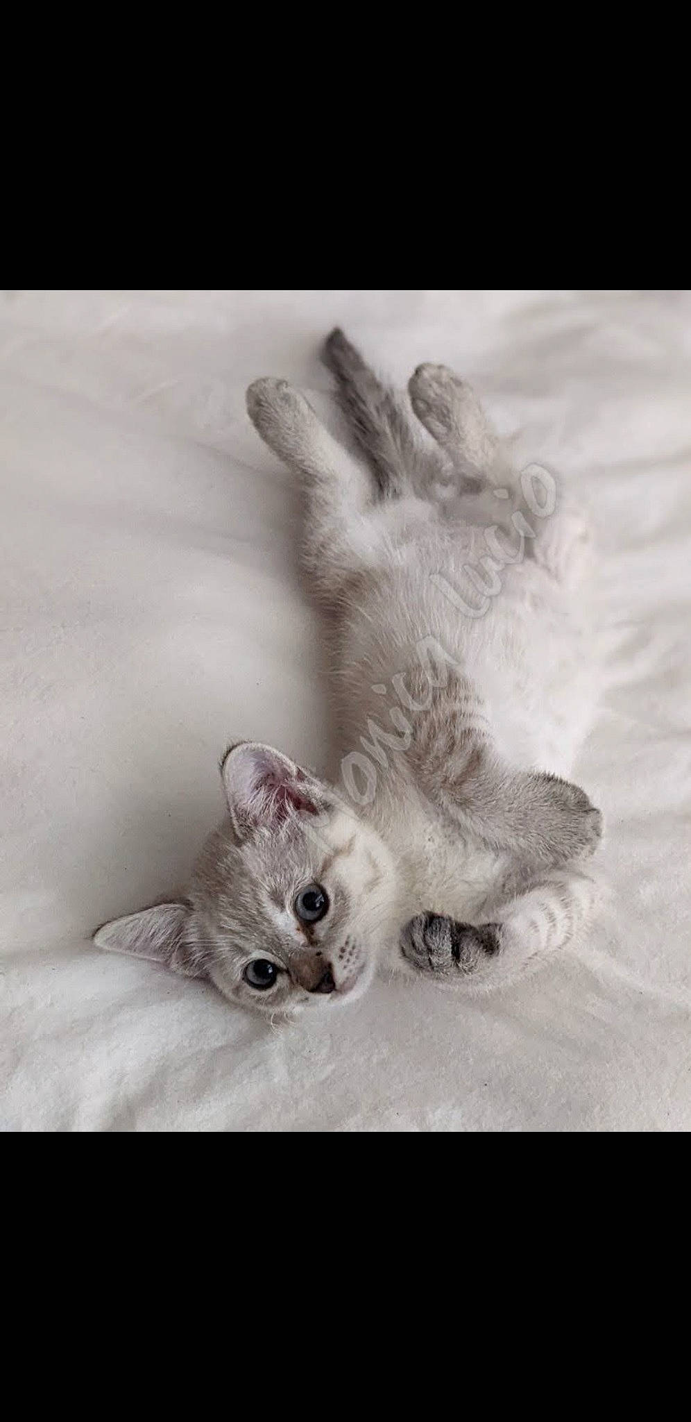 Gigio is registered to the contest to win money with this photo: canidae, carnivore, cat, claw, comfort, ear, fashion_accessory, felidae, fur, gesture, grey, head, monochrome, monochrome_photography, paw, small_to_medium_sized_cats, snout, tail, toy, whiskers