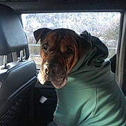 Hodor is registered to the contest to win money with this photo: animal, brown_dog, canine, car_interior, casual, clothing, dog, headrest, hoodie, indoors, leather_seat, looking_back, pet, portrait, rain, raindrops, seat, seat_back, vehicle, window