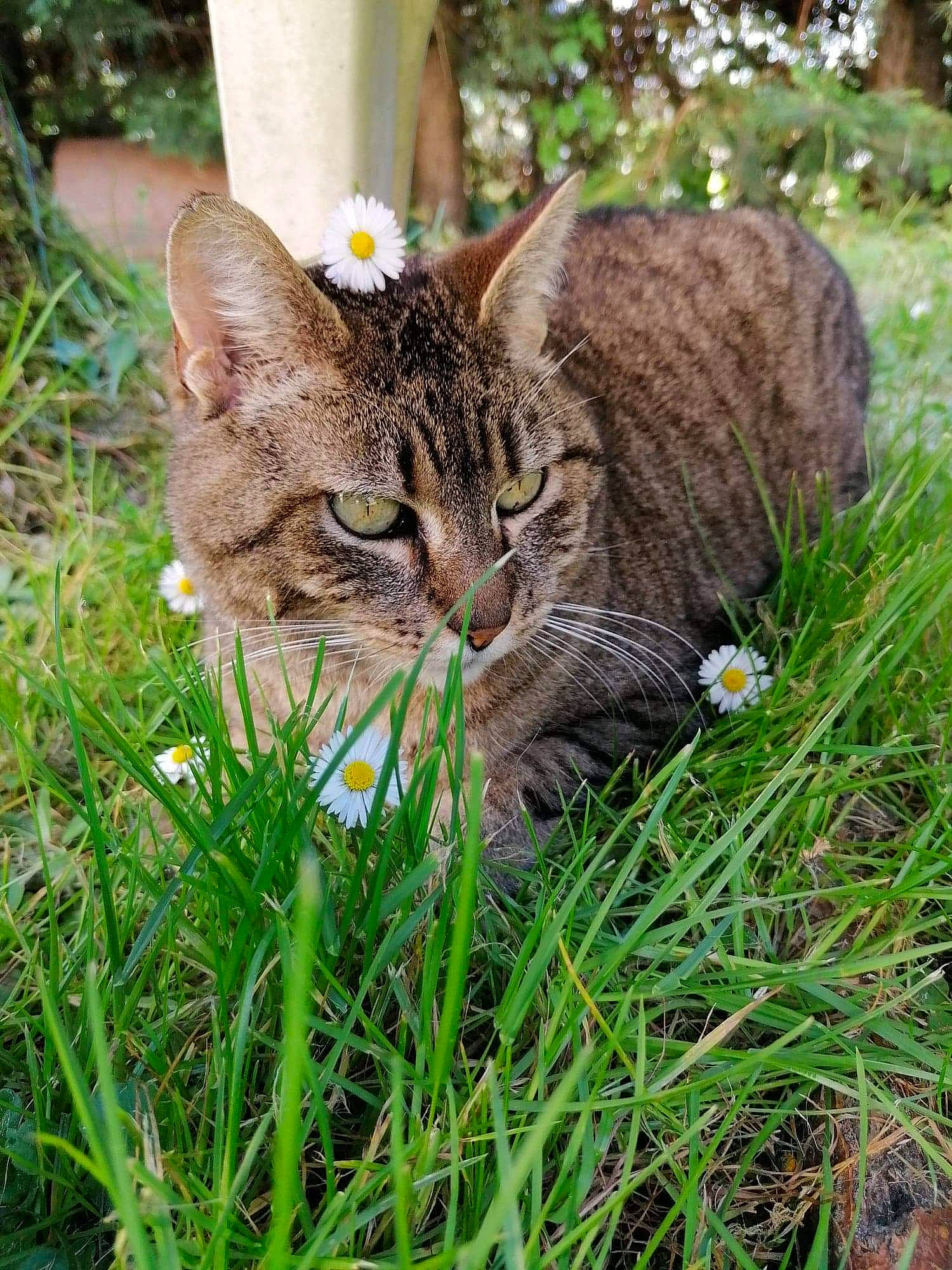 Marley a rejoint le concours — aidez-le/la à gagner de superbes lots ! asian, bengal, carnivore, cat, domestic_short_haired_cat, dragon_li, european_shorthair, felidae, fur, grass, grass_family, ocicat, pixie_bob, plant, small_to_medium_sized_cats, tabby_cat, toyger, whiskers, wild_cat, wildlife
