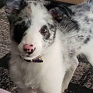 Lucy joined the competition — help win amazing prizes! puppy, dog, pet, indoor, carpet, box, curious, fur, collar, black_and_white, white, spotted, nose, ears, young, animal, domestic, cute, looking, floor