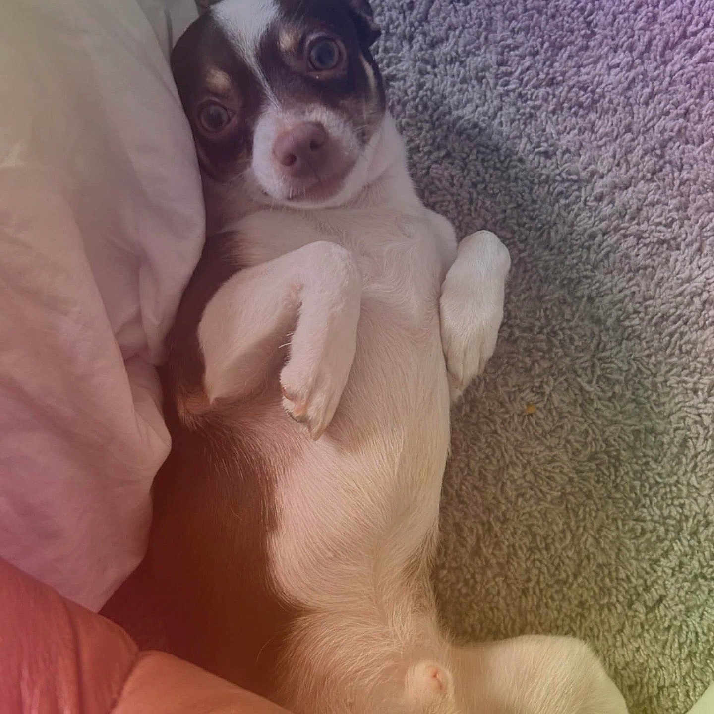 Coco is registered to the contest to win money with this photo: animal, carpet, chihuahua, closeup, cozy, cute, dog, eyes, fur, human_leg, indoor, looking_up, lying_down, nose, paw, pet, relaxed, resting, small_dog, white_blanket