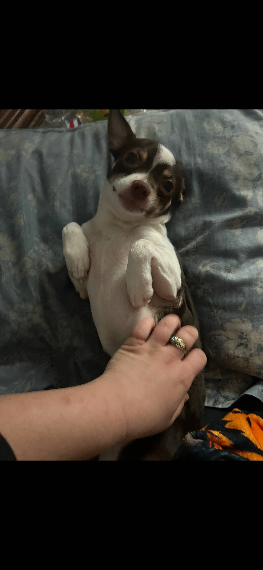 Coco is registered to the contest to win money with this photo: affection, animal, bed, blanket, brown_fur, comfort, cozy, cute, dog, domestic_animal, hand, human_hand, indoor, looking_up, lying_down, paw, pet, relaxing, small_dog, white_fur