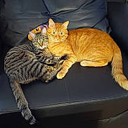 Opale Et Pt Diamant a rejoint le concours — aidez-le/la à gagner de superbes lots ! cat, tabby_cat, ginger_cat, pets, animal, feline, snuggling, leather_chair, indoor, cute, companions, cozy, resting, fur, whiskers, tail, paws, curious, looking, domestic_animal