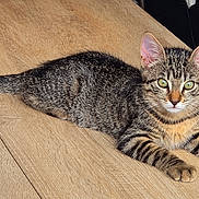 Opale participe au concours pour gagner de l'argent avec cette photo : cat, kitten, tabby, animal, pet, indoor, wooden_floor, striped, feline, young, cute, lying_down, alert, ears, whiskers, tail, paws, domestic_animal, fur, eyes