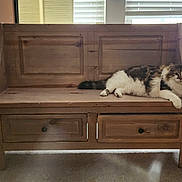 Theodore joined the competition — help win amazing prizes! cat, bench, wooden_bench, indoor, pet, feline, fluffy, animal, resting, carpet, window, blinds, relaxed, fur, domestic_animal, household, cozy, looking_at_camera, quiet, daylight