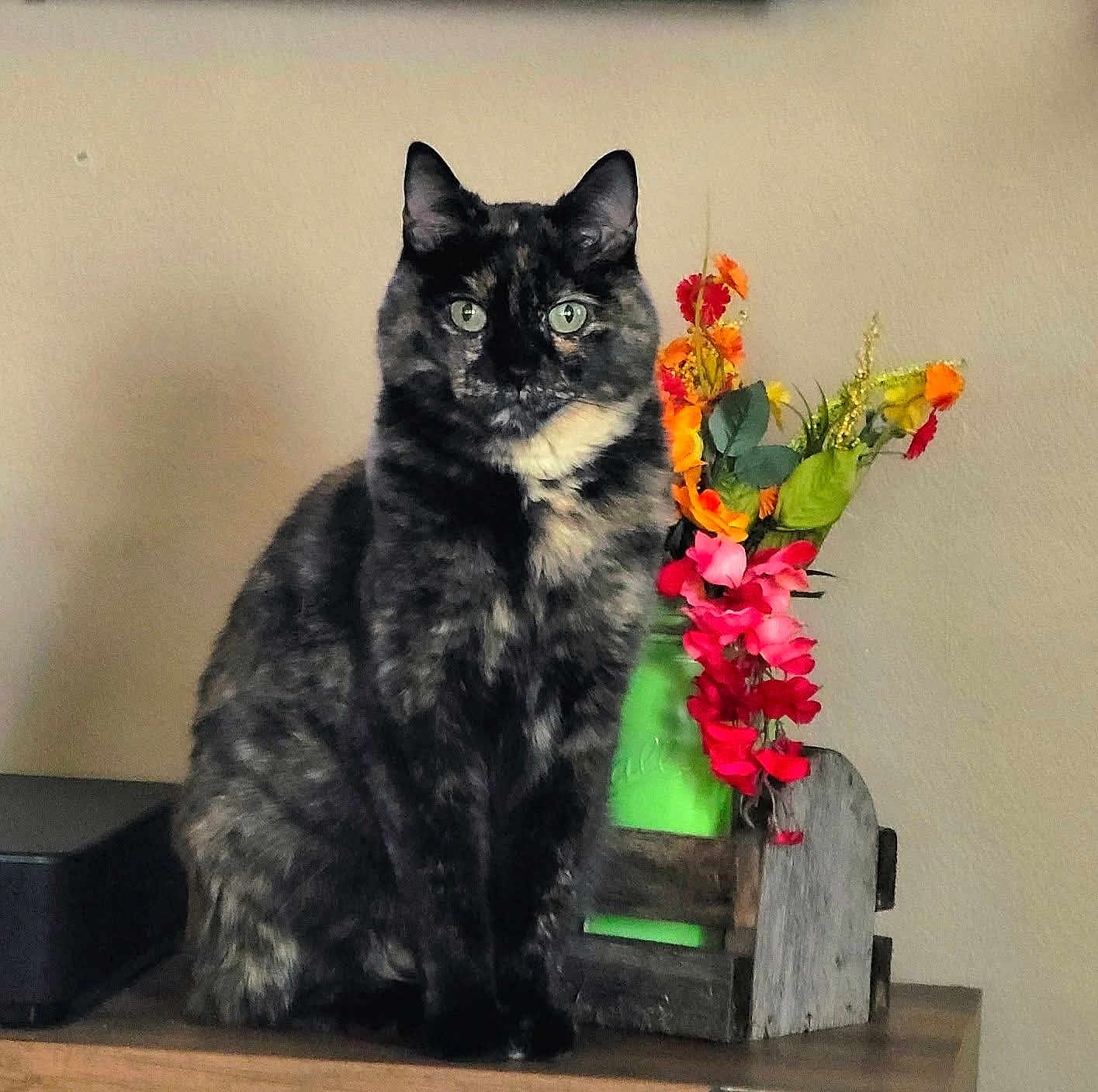 Piper