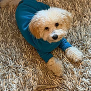 Alfie joined the competition — help win amazing prizes! dog, puppy, blue_sweater, fluffy, white_fur, curious_eyes, shaggy_rug, indoor, pet, cozy, chew_toy, relaxed, cute, animal, companion, fur, laying_down, looking_up, home, playful