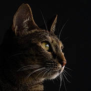 Leïa participe au concours pour gagner de l'argent avec cette photo : animal, cat, close_up, dark_background, domestic_cat, feline, fur, green_eyes, looking_away, mammal, no_human, pet, portrait, profile, quiet, sharp_detail, side_view, soft_light, still_life, whiskers