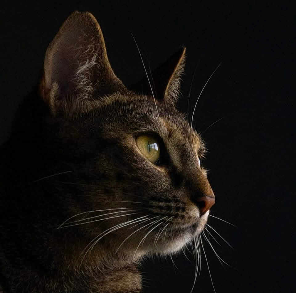 Leïa participe au concours pour gagner de l'argent avec cette photo : animal, cat, close_up, dark_background, domestic_cat, feline, fur, green_eyes, looking_away, mammal, no_human, pet, portrait, profile, quiet, sharp_detail, side_view, soft_light, still_life, whiskers