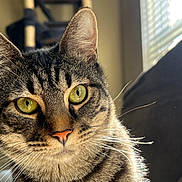 Ava joined the competition — help win amazing prizes! cat, close_up, couch, curious_expression, domestic_animal, ears, feline, fur, green_eyes, indoor, muzzle, nose, pet, portrait, reflection_in_eyes, striped_pattern, sunlight, tabby_cat, whiskers, window