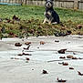 animal, autumn, background, concrete, daytime, dog, fence, fence_post, grass, leaves, nature, outdoor, patio, pet, quiet, scruffy, sitting, small_dog, wood, yard