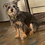 Bubbles is registered to the contest to win money with this photo: animal, brown, canine, collar, curious, dog, domestic, floor, fur, furniture, gray, home, indoor, marble_floor, pet, scruffy, sitting, small_dog, tan, wall