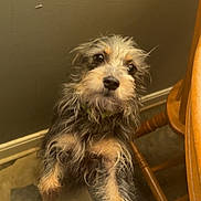 Bubbles is registered to the contest to win money with this photo: animal, beige, black, brown, canine, closeup, curious, cute, dog, domestic, floor, fur, furry, indoor, looking_up, paw, pet, scruffy, small_dog, wooden_chair
