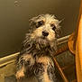 animal, beige, black, brown, canine, closeup, curious, cute, dog, domestic, floor, fur, furry, indoor, looking_up, paw, pet, scruffy, small_dog, wooden_chair