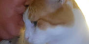 George joined the competition — help win amazing prizes! person, cat, kiss, affection, closeup, orange_and_white_cat, indoor, soft_lighting, face, human, animal, pet, love, interaction, cuddle, blur, shirt, stars, warmth, intimacy