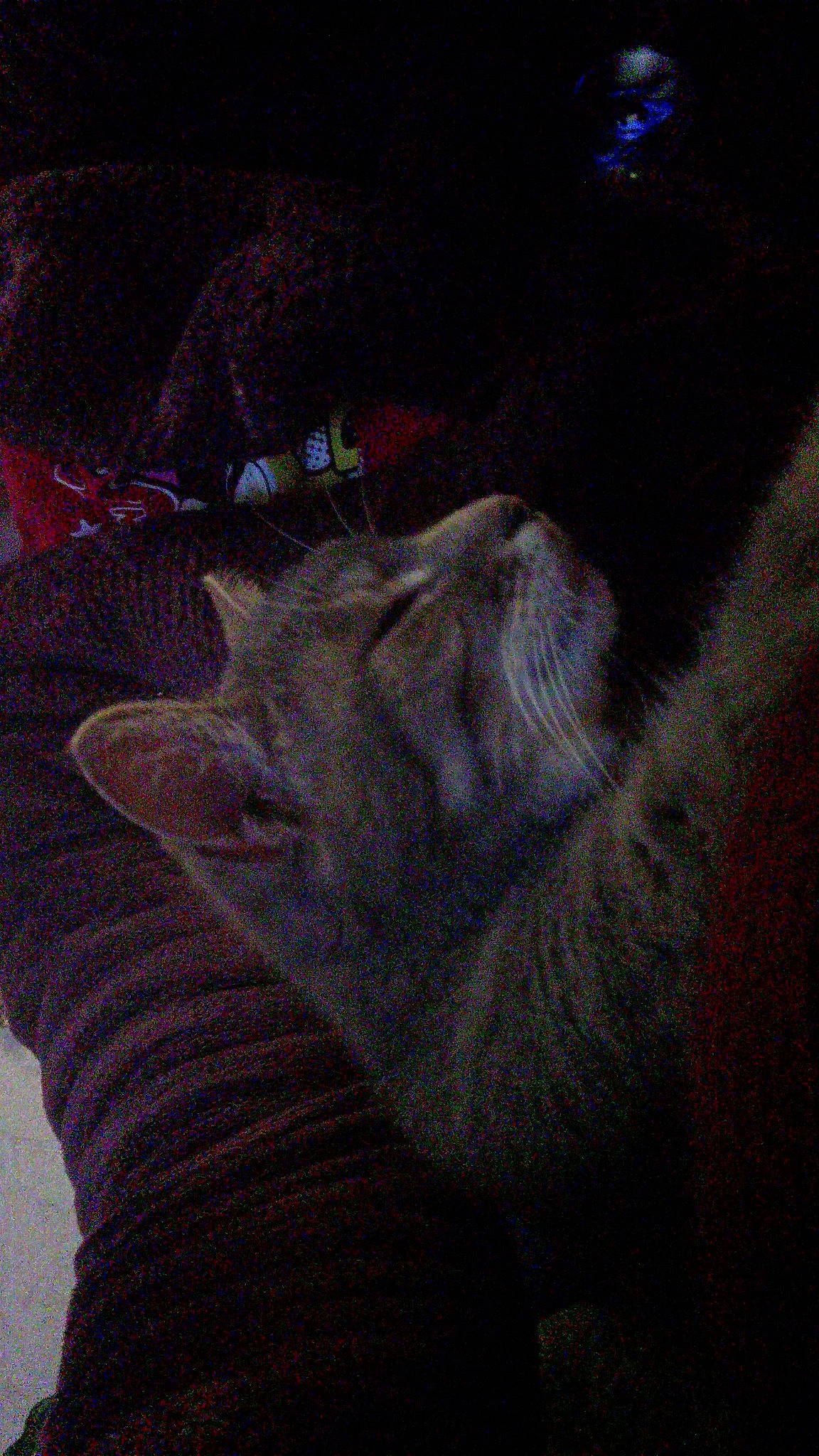 Jade participe au concours pour gagner de l'argent avec cette photo : canidae, carmine, carnivore, darkness, dog_breed, fawn, felidae, foot, fur, gesture, grey, human_leg, magenta, paw, small_to_medium_sized_cats, snout, sporting_group, tail, whiskers, wrist