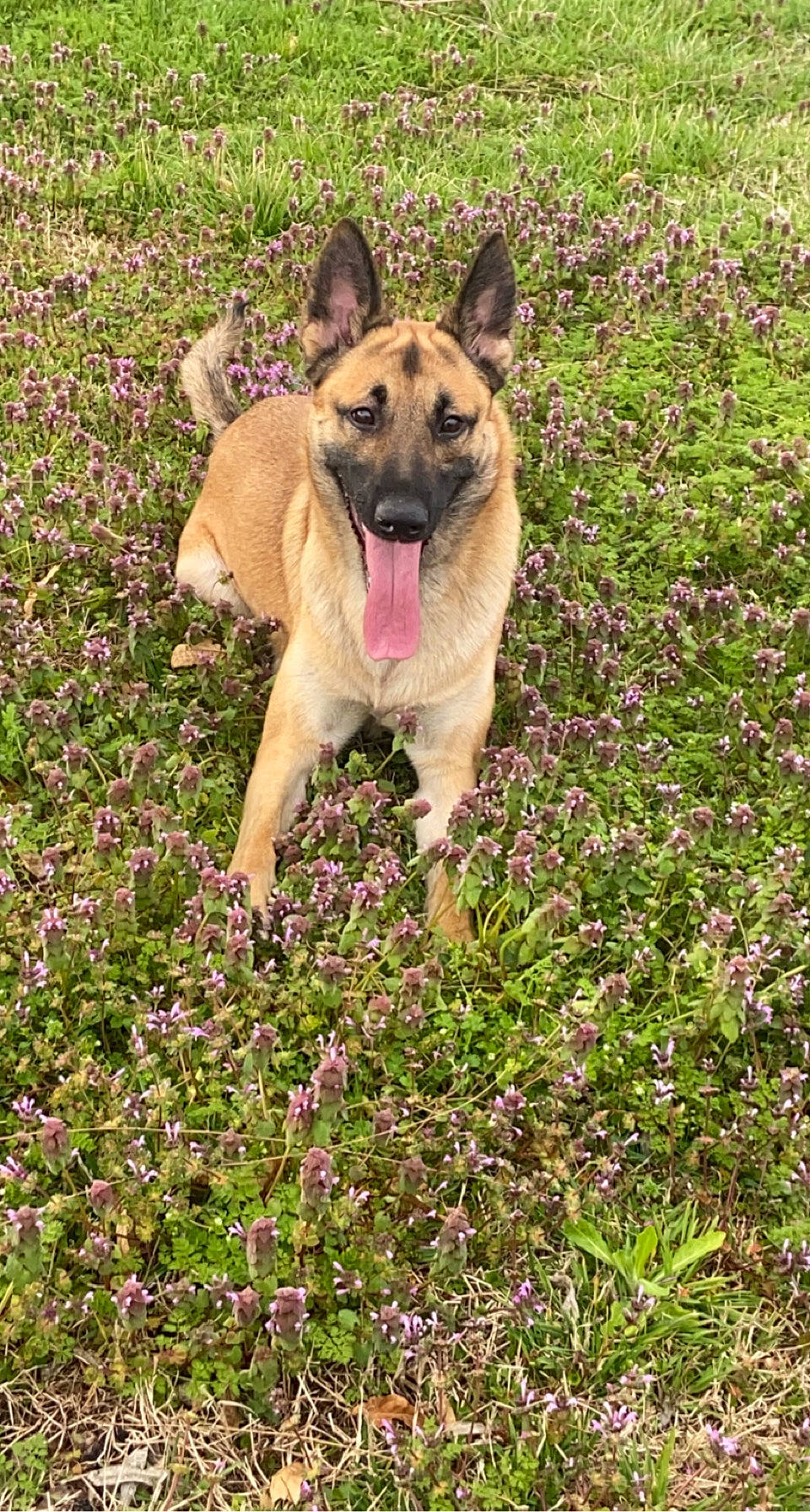 Hades is registered to the contest to win money with this photo: canidae, carnivore, companion_dog, dog, dog_breed, east_european_shepherd, flower, flowering_plant, german_shepherd_dog, grass, grassland, groundcover, herbaceous_plant, meadow, old_german_shepherd_dog, plant, prairie, sporting_group, terrestrial_animal, wildflower