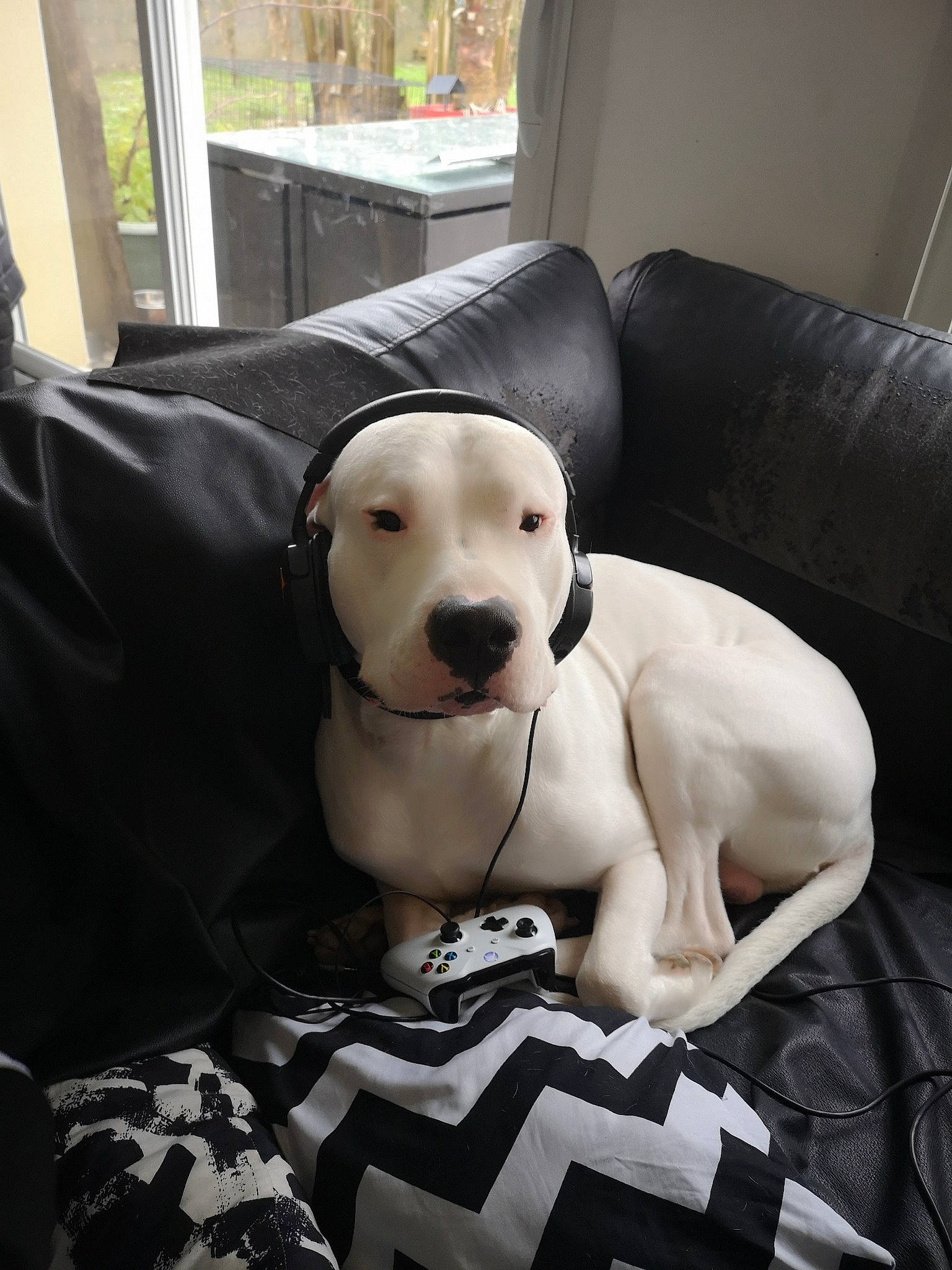 Obama El Reyoné Du Berry participe au concours pour gagner de l'argent avec cette photo : canidae, carnivore, collar, comfort, companion_dog, couch, dalmatian, daylighting, dog, dog_breed, dog_supply, dogo_guatemalteco, living_room, pet_supply, snout, sporting_group, studio_couch, whiskers, working_animal, working_dog