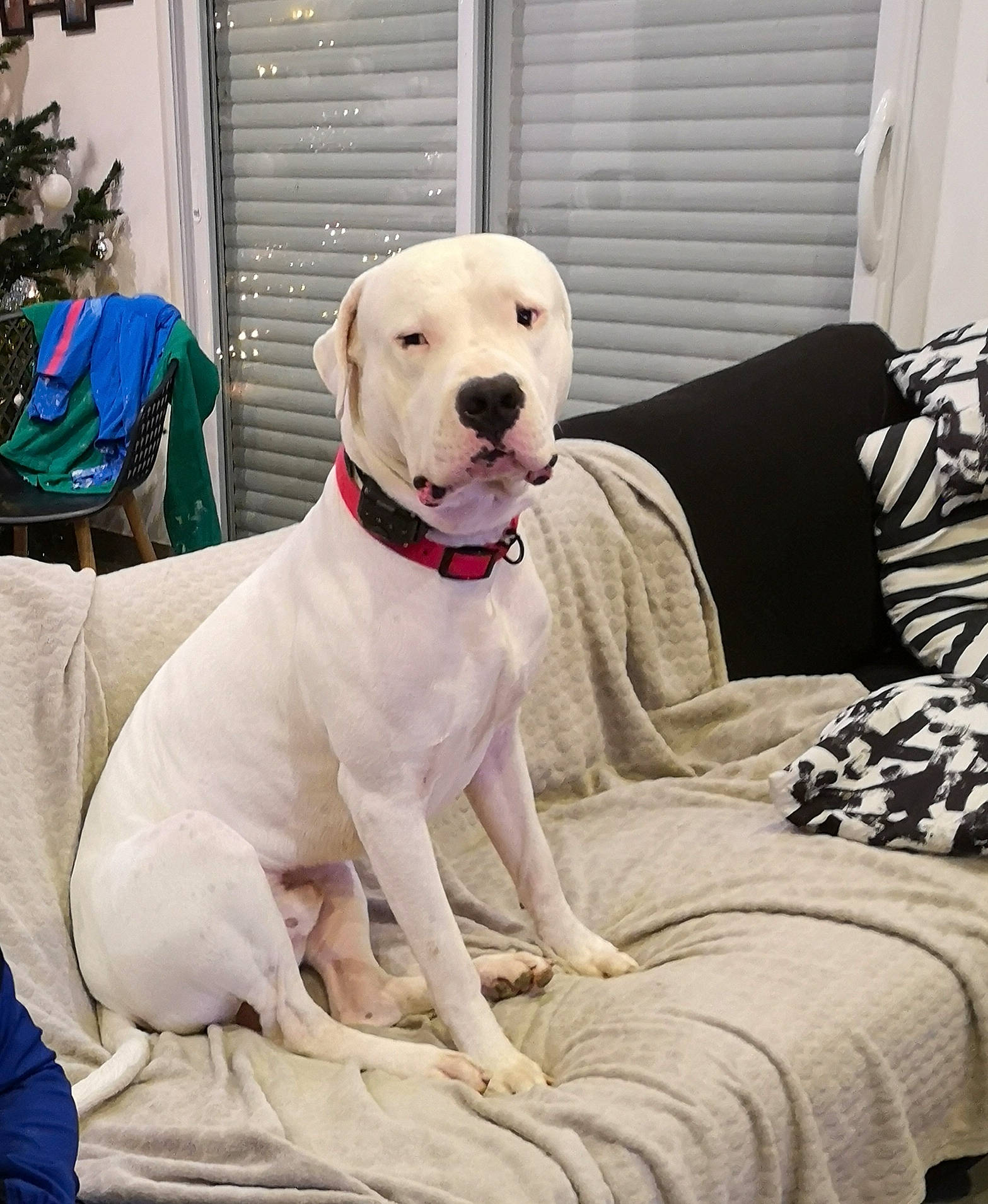 Obama El Reyoné Du Berry participe au concours pour gagner de l'argent avec cette photo : canidae, carnivore, collar, companion_dog, couch, dog, dog_breed, dog_collar, dog_supply, dogo_guatemalteco, home, houseplant, interior_design, living_room, pet_supply, retriever, snout, sporting_group, working_animal, working_dog