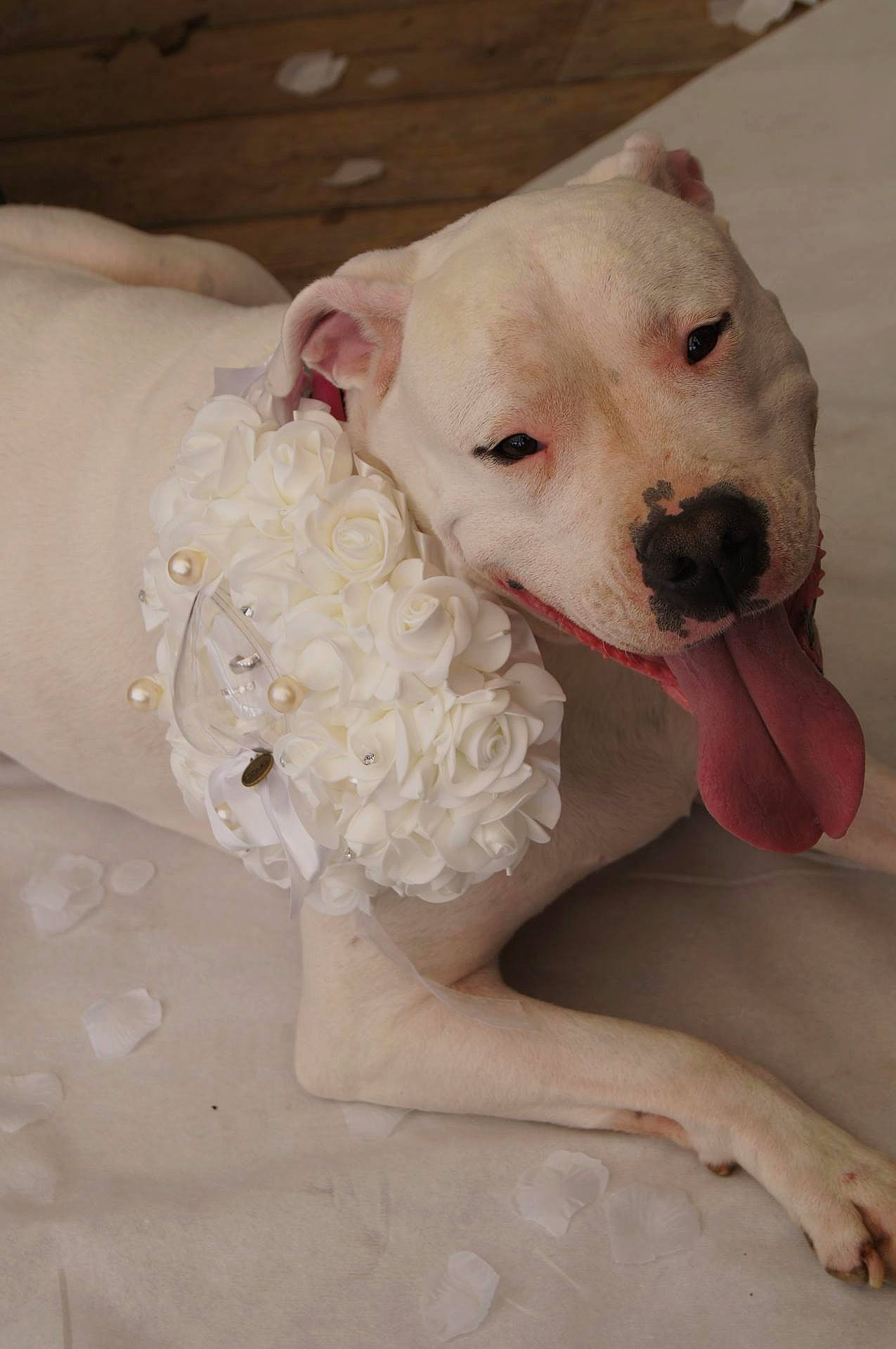 Jahia participe au concours pour gagner de l'argent avec cette photo : carnivoran, cordoba_fighting_dog, dog, dog_breed, dog_like_mammal, dogo_argentino, dogo_guatemalteco, mammal, non_sporting_group, nose, pink, skin, snout, vertebrate, white