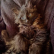 Boog is registered to the contest to win money with this photo: kitten, cat, fluffy, fur, eyes, whiskers, paw, blanket, cozy, pet, feline, cute, portrait, indoor, closeup, small_animal, mammal, relaxing, texture, brown