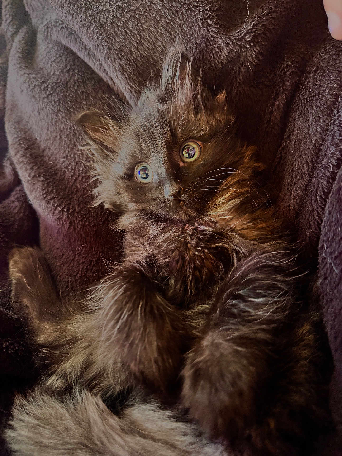 Boog is registered to the contest to win money with this photo: kitten, cat, fluffy, fur, eyes, whiskers, paw, blanket, cozy, pet, feline, cute, portrait, indoor, closeup, small_animal, mammal, relaxing, texture, brown