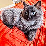cat, kitten, fluffy, gray_fur, blue_eyes, pet, indoor, red_blanket, bedding, cozy, portrait, close_up, paw, whiskers, bedroom, dresser, wood_floor, toy_ball, curious, relaxed