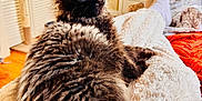 Boog is registered to the contest to win money with this photo: cat, kitten, black_cat, long_fur, fluffy, bed, blanket, socks, human_leg, bedroom, dresser, window, sunlight, cozy, pet, whiskers, bright_eyes, indoor, paw, furniture