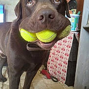 Pirâte a rejoint le concours — aidez-le/la à gagner de superbes lots ! animal, brown_dog, canine, carpet, chocolate_labrador, close_up, collar, cute, dog, floor, furniture, happy, household, indoor, looking_up, mouth, pet, playing, tennis_balls, toy