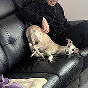 Corlys a rejoint le concours — aidez-le/la à gagner de superbes lots ! adult, animal, architecture, building, canine, chair, couch, dog, face, female, furniture, greatdane, head, homedecor, hound, husky, person, pet, puppy, woman