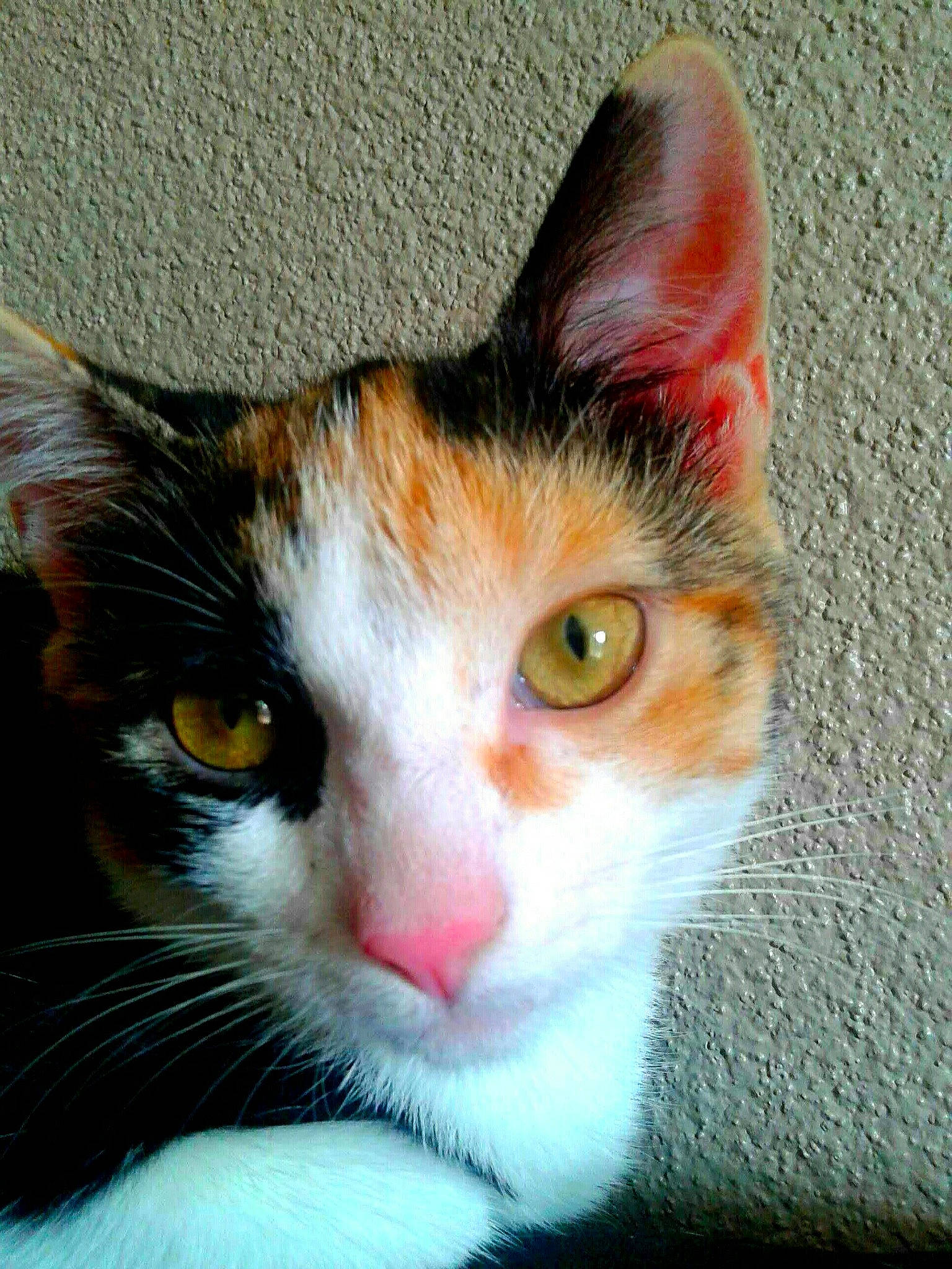 Choubaka participe au concours pour gagner de l'argent avec cette photo : aegean_cat, american_wirehair, carnivore, cat, close_up, domestic_short_haired_cat, ear, european_shorthair, eye, felidae, fur, kitten, mammal, nose, polydactyl_cat, small_to_medium_sized_cats, snout, tabby_cat, whiskers