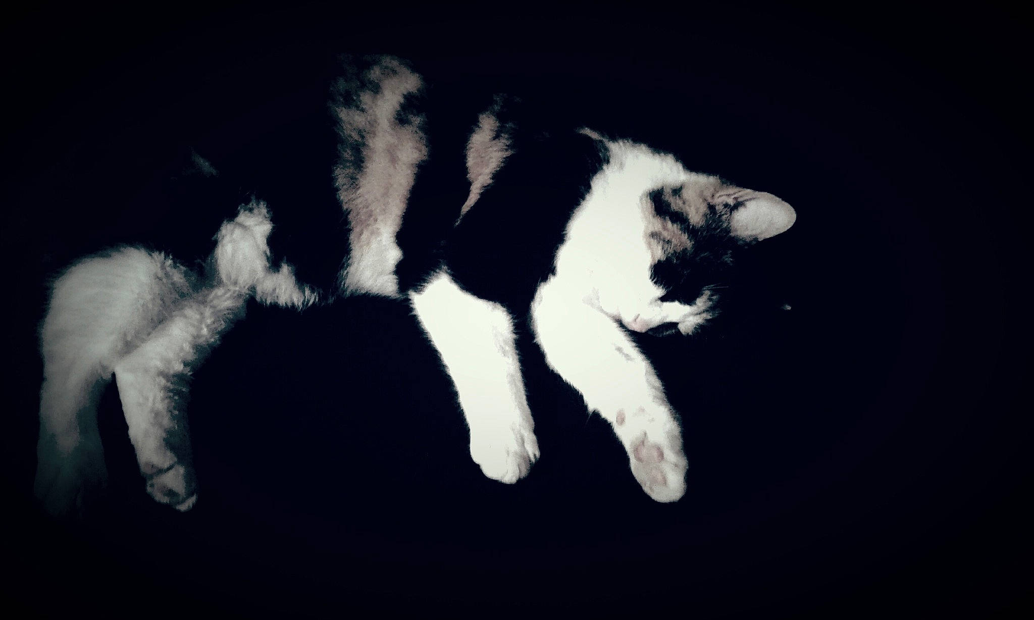 Choubaka participe au concours pour gagner de l'argent avec cette photo : black, black_and_white, canidae, carnivore, cat, darkness, felidae, fur, monochrome, paw, photography, polydactyl_cat, sky, small_to_medium_sized_cats, tail