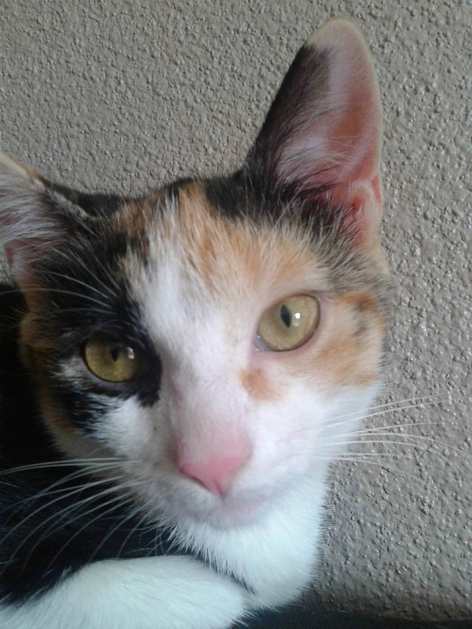 Choubaka participe au concours pour gagner de l'argent avec cette photo : aegean_cat, american_wirehair, carnivore, cat, domestic_short_haired_cat, ear, european_shorthair, eye, felidae, fur, iris, kitten, mammal, nose, polydactyl_cat, small_to_medium_sized_cats, snout, vertebrate, whiskers