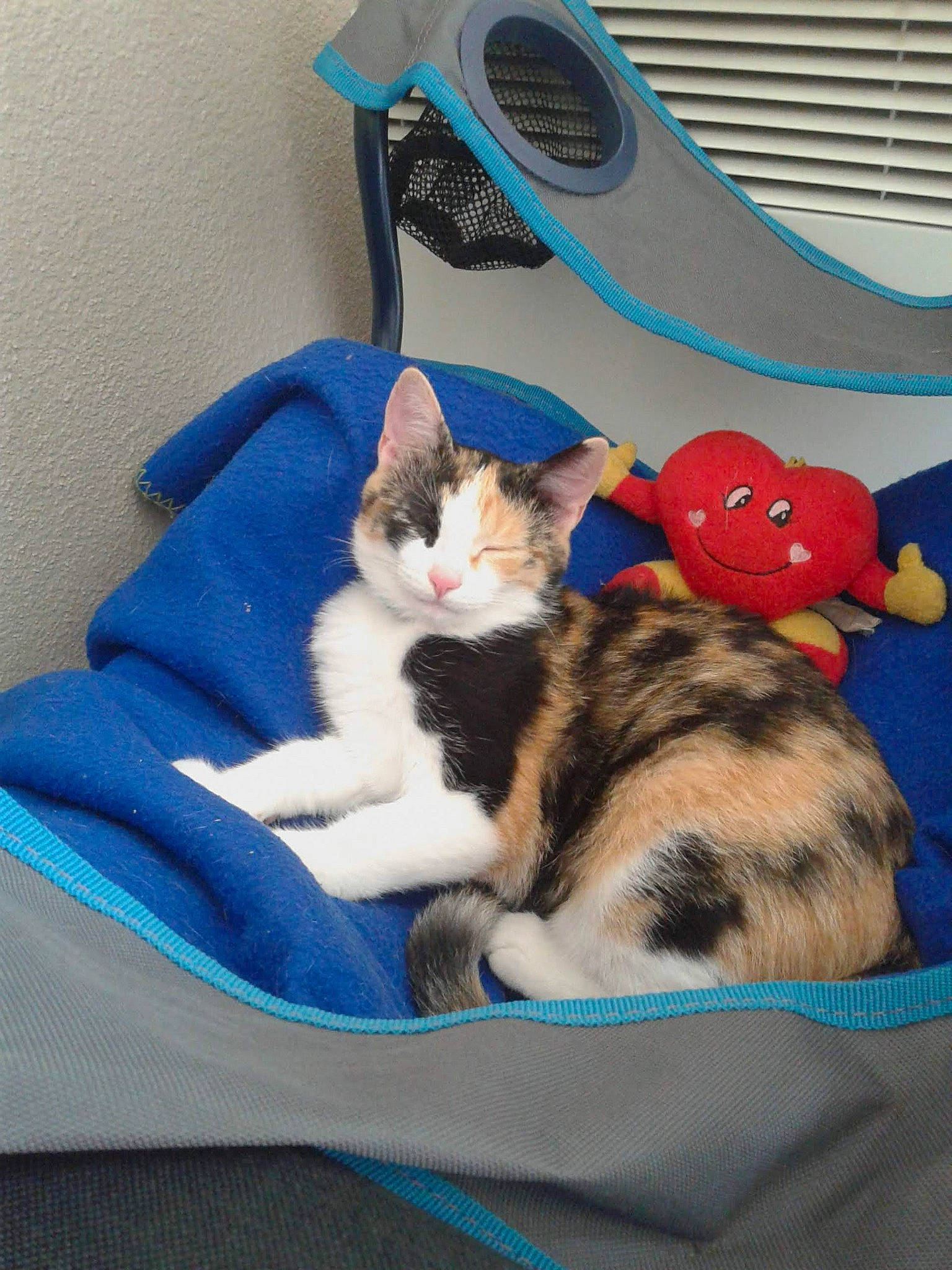 Choubaka participe au concours pour gagner de l'argent avec cette photo : aegean_cat, american_shorthair, american_wirehair, carnivore, cat, cat_bed, domestic_short_haired_cat, european_shorthair, felidae, fur, kitten, mammal, polydactyl_cat, small_to_medium_sized_cats, tabby_cat, tail, whiskers