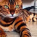 Tigre Du Bengal participe au concours pour gagner de l'argent avec cette photo : carnivore, cat, felidae, flooring, fur, hardwood, small_to_medium_sized_cats, snout, terrestrial_animal, whiskers, wildlife, wood