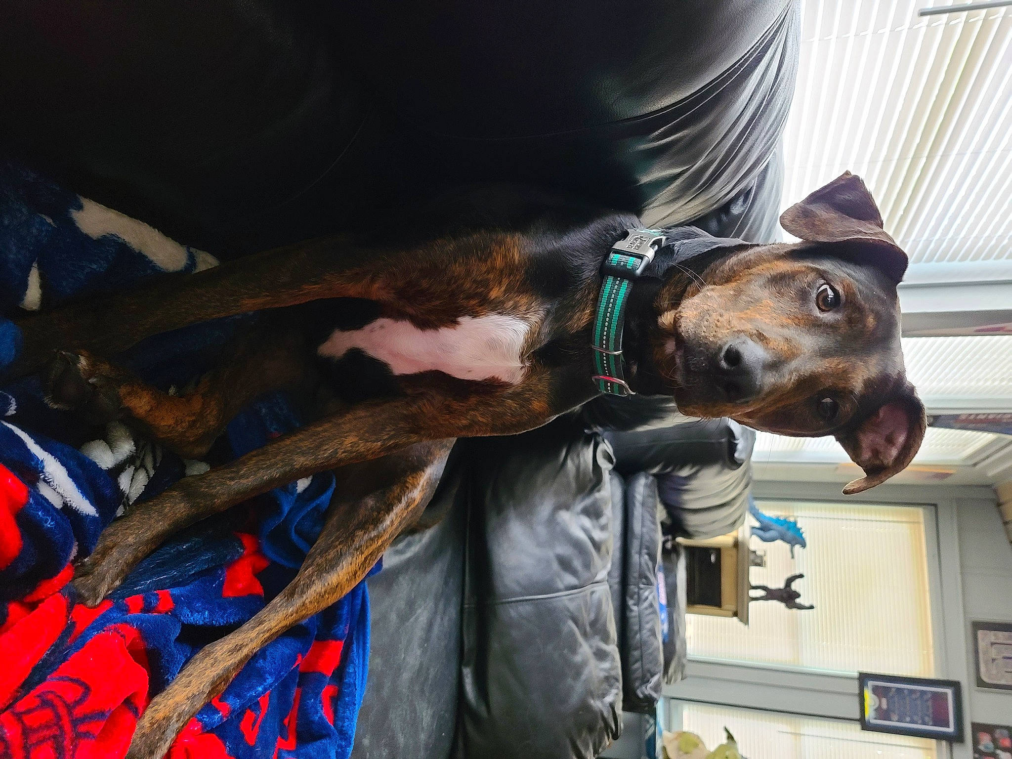 Fonzie is registered to the contest to win money with this photo: bridle, canidae, carnivore, collar, companion_dog, dog, dog_breed, dog_collar, fashion_accessory, fawn, fur, horse_tack, leash, liver, personal_protective_equipment, snout, sporting_group, street_fashion, window, working_animal