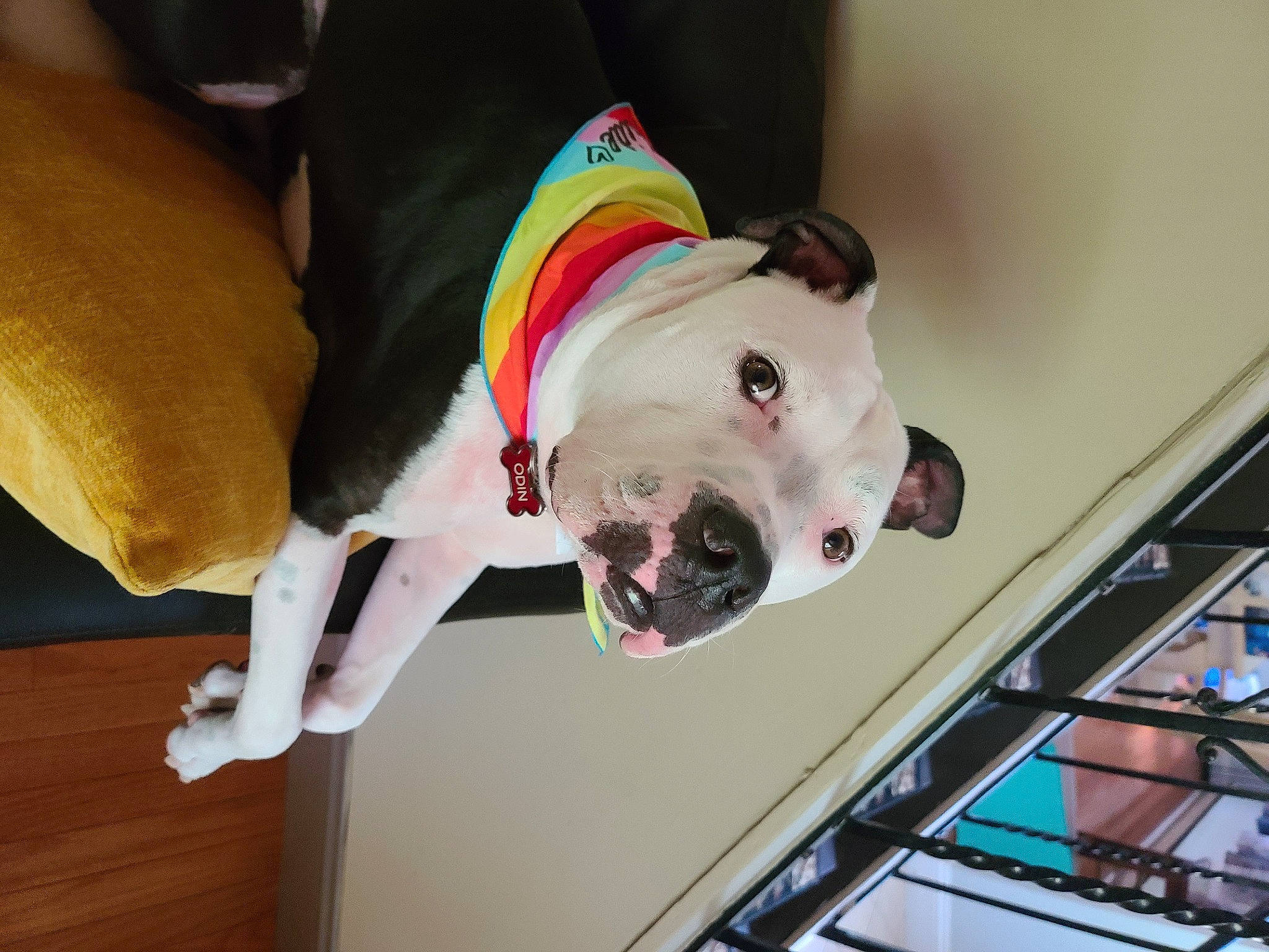 Odin joined the competition — help win amazing prizes! bulldog, canidae, carnivore, collar, companion_dog, dessert, dog, dog_breed, dog_clothes, dog_collar, dog_supply, fawn, hardwood, ice_cream, non_sporting_group, pet_supply, snout, sporting_group, wood, working_animal