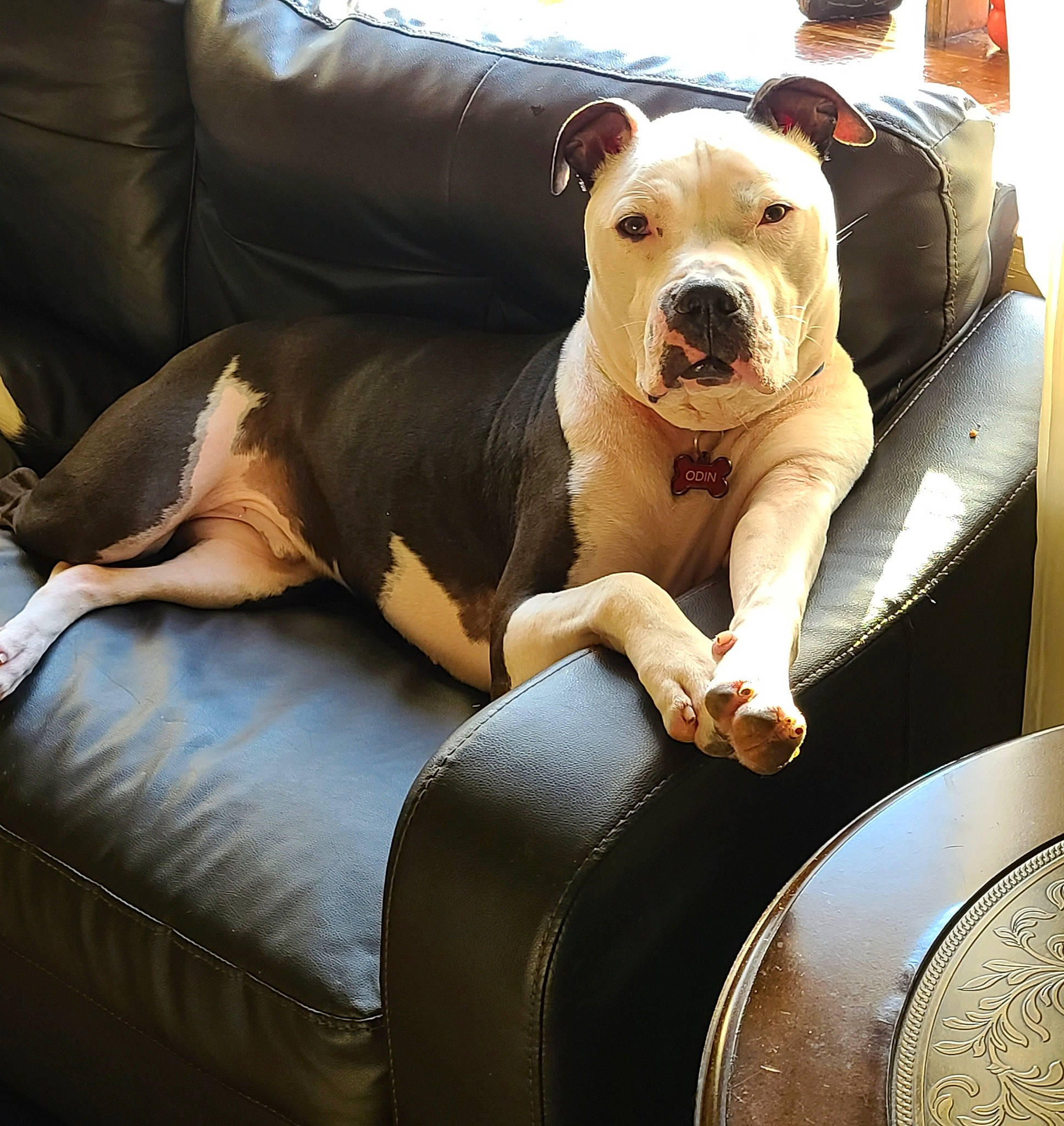 Odin joined the competition — help win amazing prizes! canidae, carnivore, collar, comfort, companion_dog, couch, dog, dog_breed, dog_collar, dog_supply, fawn, non_sporting_group, paw, pet_supply, sitting, snout, sporting_group, water, whiskers, working_animal