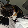 Arya is registered to the contest to win money with this photo: cat, calico, bed, blanket, smartphone, curled_up, sleeping, indoor, cozy, pet, fur, whiskers, paw, resting, domestic_animal, cute, animal, feline, closeup, relaxing