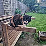 Arya joined the competition — help win amazing prizes! cat, calico_cat, outdoor, garden, wooden_beam, fence, grass, plant, collar, pet, animal, backyard, greenery, daylight, curious, perched, nature, domestic_cat, mammal, fur