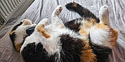 Arya joined the competition — help win amazing prizes! cat, calico, bed, blanket, collar, feline, fur, indoor, pet, relaxing, sleeping, tabby, tail, whiskers, animal, cute, domestic, mammal, resting, soft
