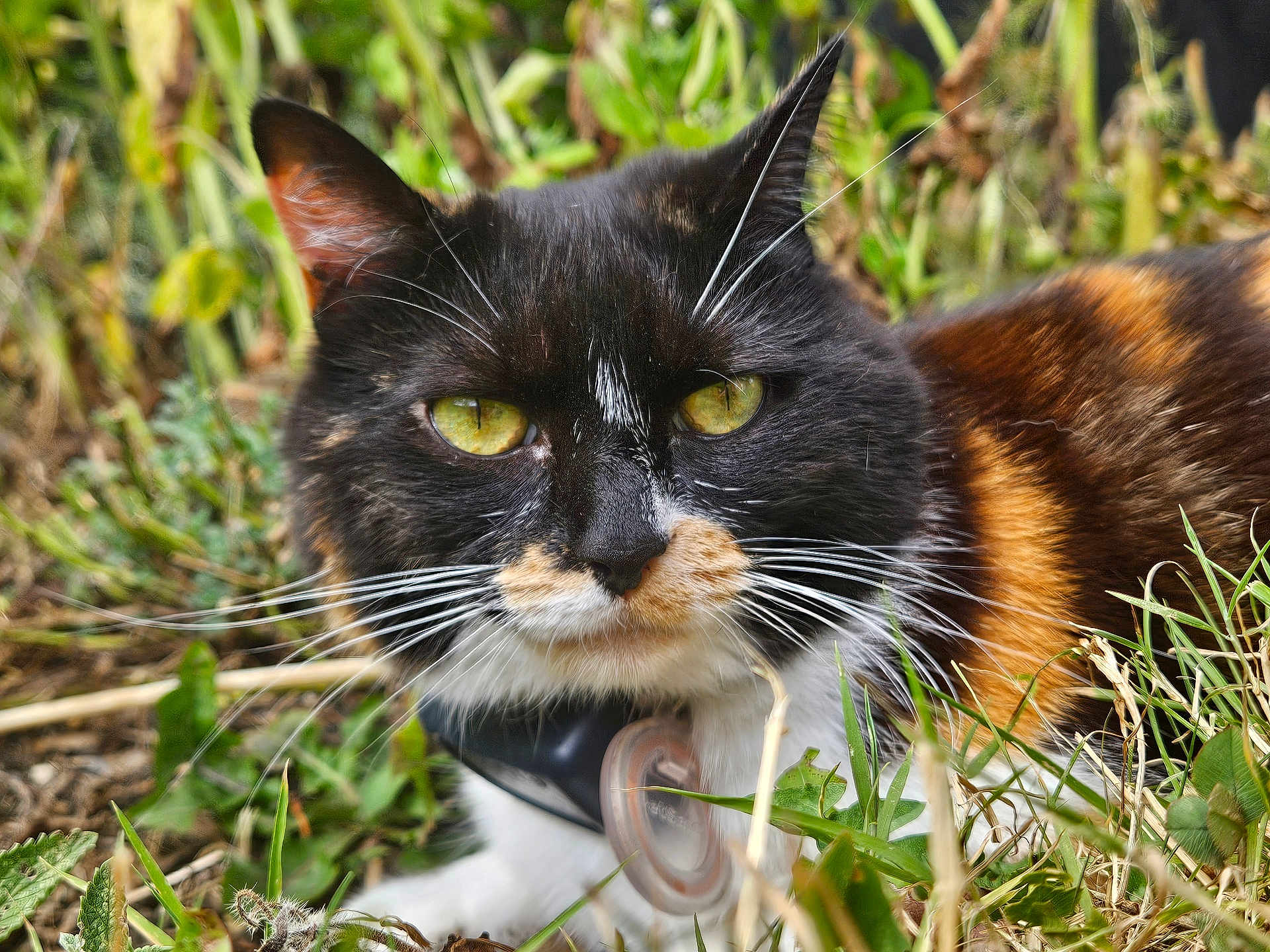 Arya is registered to the contest to win money with this photo: cat, calico, animal, close_up, green_eyes, whiskers, fur, outdoor, grass, nature, pet, mammal, portrait, relaxed, wildlife, eyes, face, colorful, curious, feline