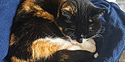 Arya is registered to the contest to win money with this photo: animal, bed, blanket, calico, cat, comfortable, cozy, curled_up, cute, domestic, fleece, fur, indoor, nap, pet, relaxed, resting, sleeping, soft, whiskers