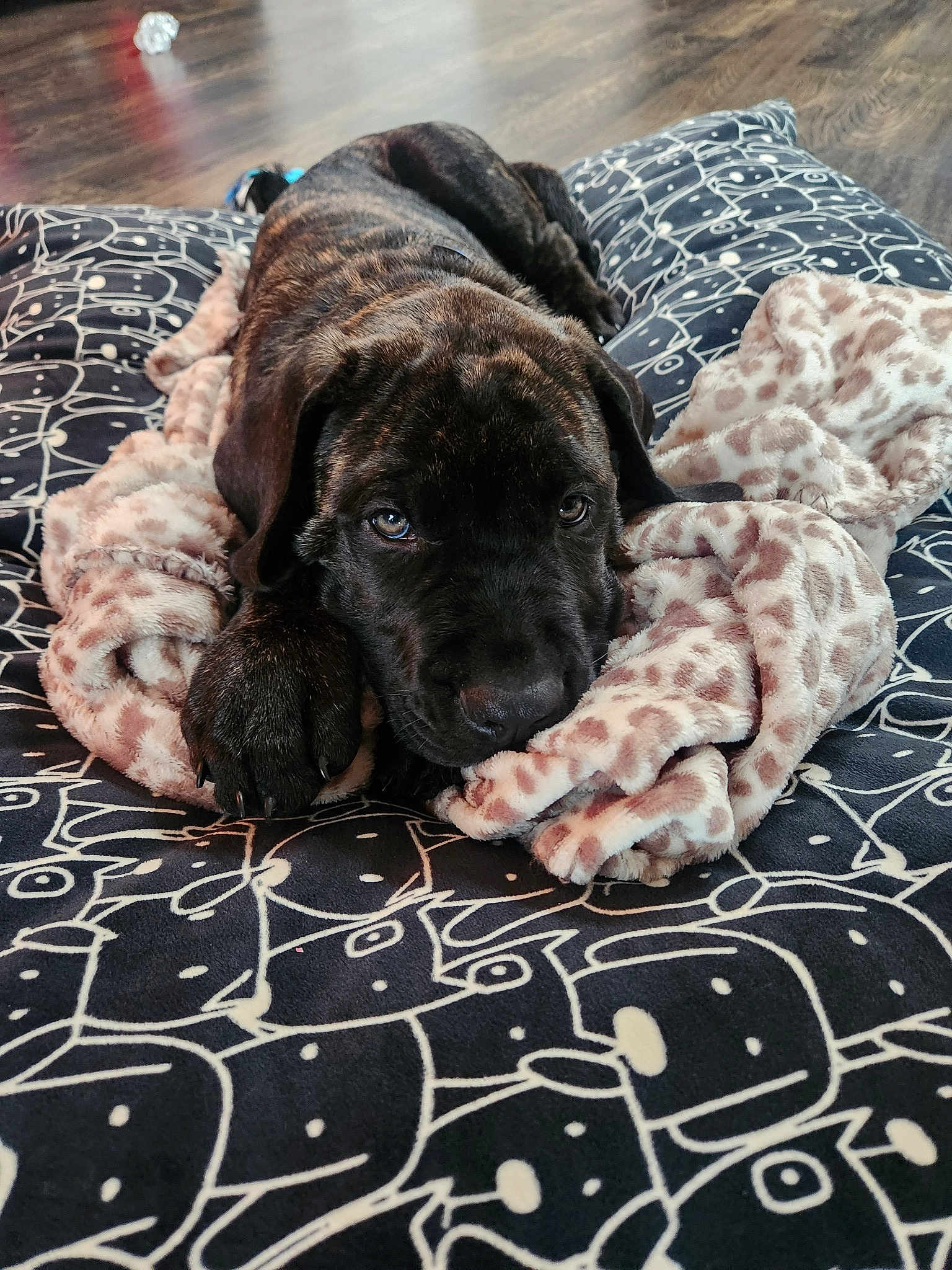 Harley