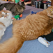 Kitty Cartman Poof is registered to the contest to win money with this photo: cat, feline, pet, indoor, bed, toy, orange_cat, tabby_cat, white_cat, fluffy, fur, laying, resting, domestic_animal, cute, animal, mammal, whiskers, playful, relaxed